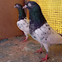 pigeon kings405