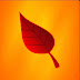 Lachlan red leaf