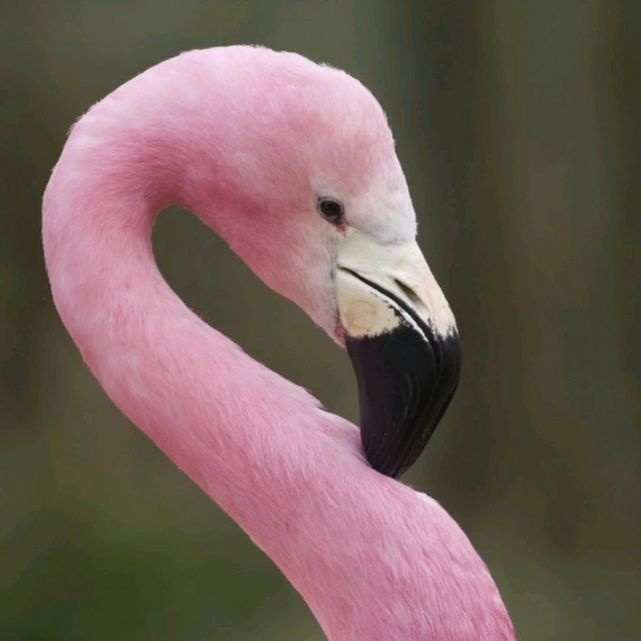 Фламинго птица. Flamingo. Фломинго