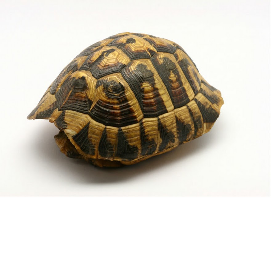 Turtle shell. Черепаховый панцирь. Панцирь черепахи. Черепаха на белом фоне. Панцирь черепахи на белом фоне.