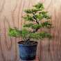 Everyday Bonsai