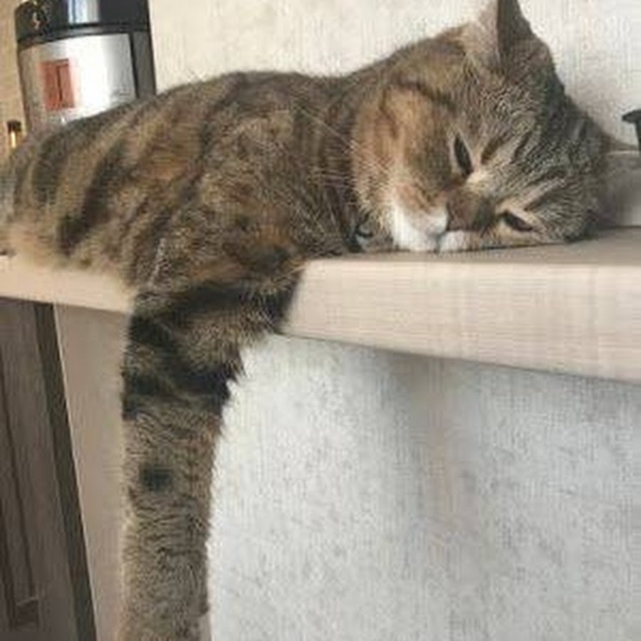 Кошка устала