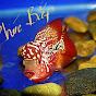 La Hán Phúc Bắp (Flowerhorn fish shop)