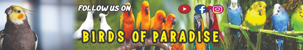 Birds of Paradise