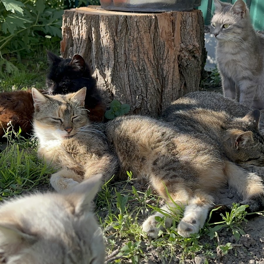 Our cute Cats - Наші милі Котики