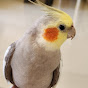 Ozzie.thecockatiel