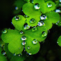 Rain Sounds Relax