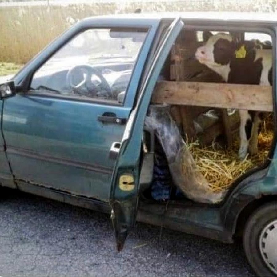 the Traveling Cow