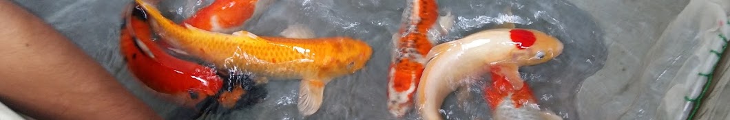 PVR Koi Centre