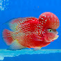 Mr Flowerhorn Fish