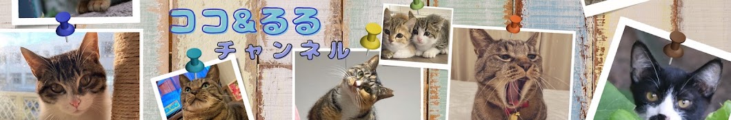 保護猫ココ&るるちゃんch