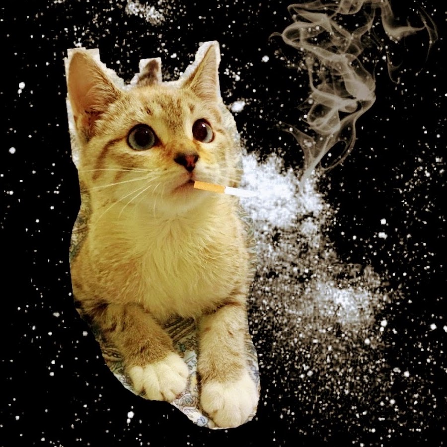 cat smoking weed gif