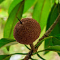 Fruits Cutting 