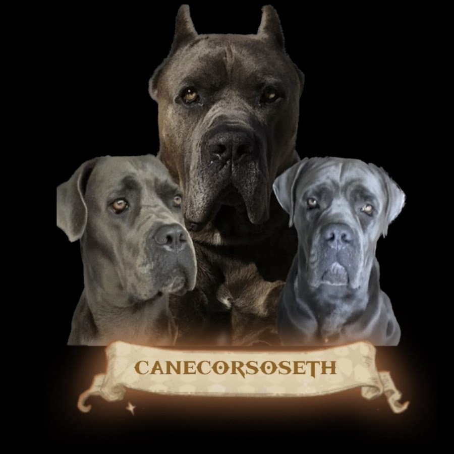 canecorsoseth @canecorsoseth