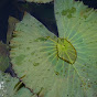 Lotus Leaves