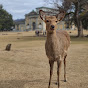 Japan deer channel