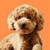 Moki The Poodle