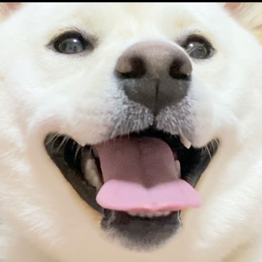 白柴犬はる🌸 - YouTube
