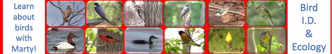 Bird Ecology & Identification Videos by Marty