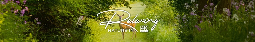Relaxing Nature In 4K Banner