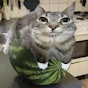 miau 🍉