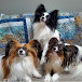 Three Papillon Dogs