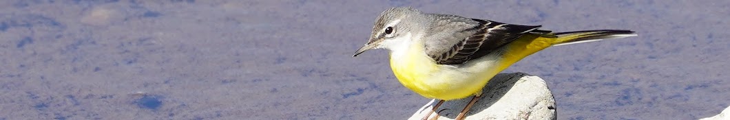 バードウォッチャー佐藤  Birding in JAPAN