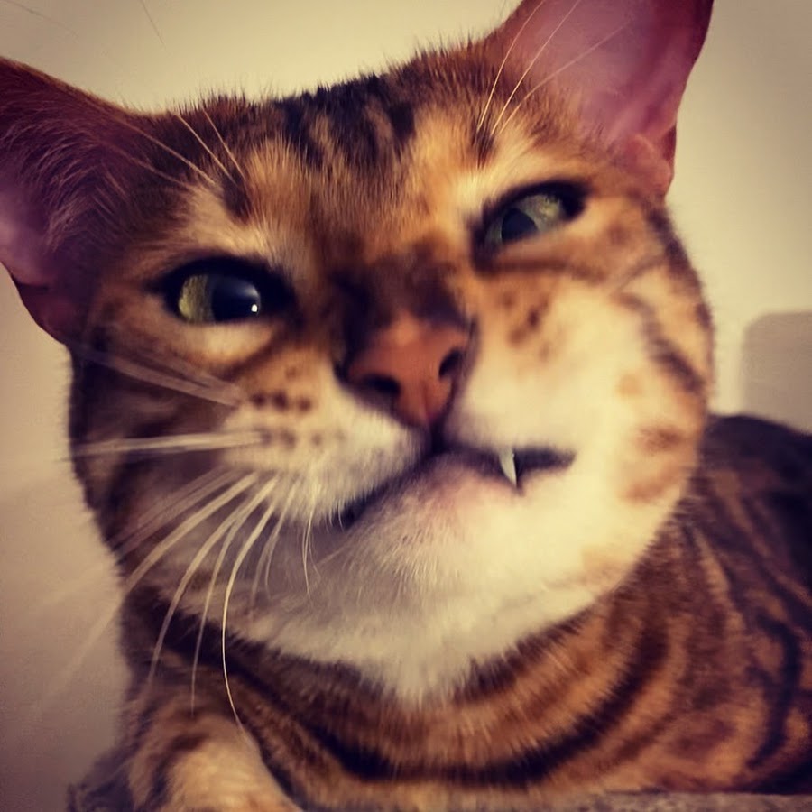 Henry the Bengal
