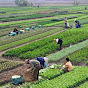 Chattha agriculture farmer 