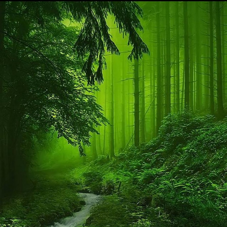 Зеленые леса