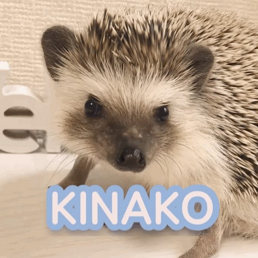 ハリネズミのきなこ／Kinako the hedgehog - YouTube
