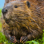 Beaver_king