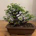 Bonsai Casual