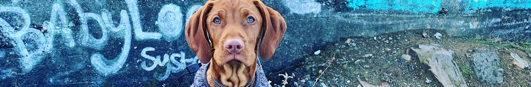 Lord Cannon The Vizsla