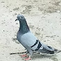 Vidarbha MH  Pigeons info