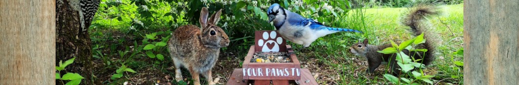 Four Paws TV