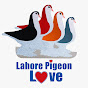 Lahore Pigeon Love BD