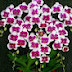 Jaza orchids 