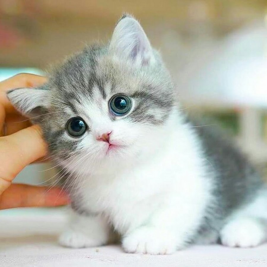 The smallest kitten in the world animalbabies.me