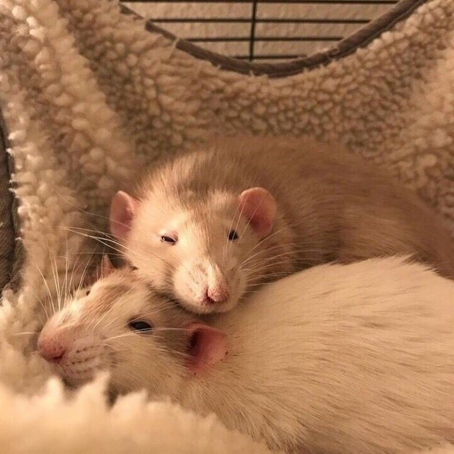Две милые крысы