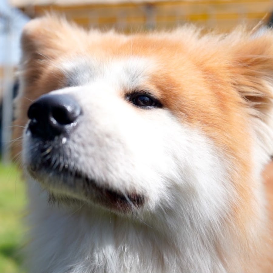 can a samoyed and a akita be friends