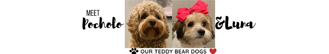 Meet Pocholo and Luna - OUR TEDDY BEAR DOGS