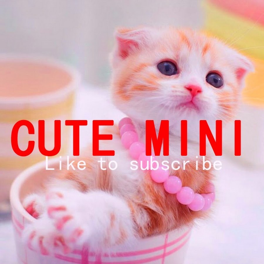 Cute Animals - YouTube