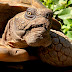 Joshua Tree Reptile Haven