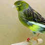 Aviario Sano