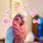 モモイロインコの春ちゃんねる