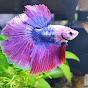 King of Betta 