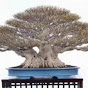 Pemula Baru Bonsai