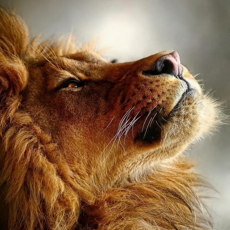 Будь сильным как лев. Лев цитаты. Высказывания про Льва. Цитаты про Львов. Афоризмы про Львов.