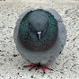 PuffyPigeon